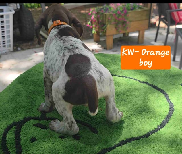 Dellinger & JH titled hunting line GSP babies, in Dahlonega, Ga media 4