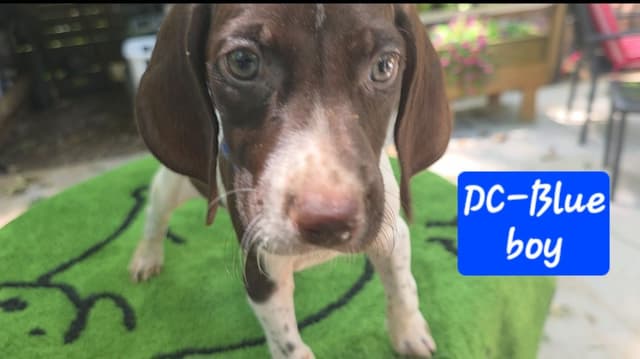 GSP puppies, ENS trained, prepaid AKC, delivery and packages available media 2