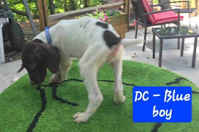 GSP puppies, ENS trained, prepaid AKC, delivery and packages available media 4
