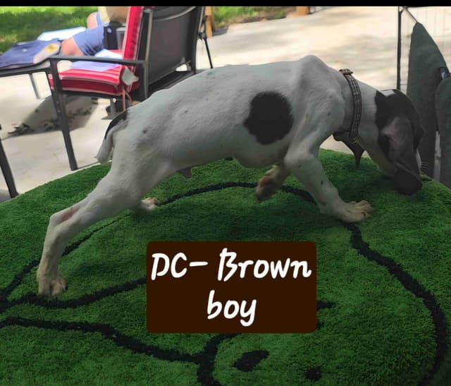GSP puppies, ENS trained, prepaid AKC, delivery and packages available media 7