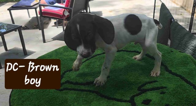 GSP puppies, ENS trained, prepaid AKC, delivery and packages available media 6
