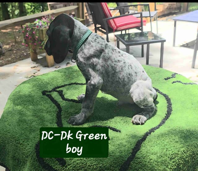 GSP puppies, ENS trained, prepaid AKC, delivery and packages available media 9