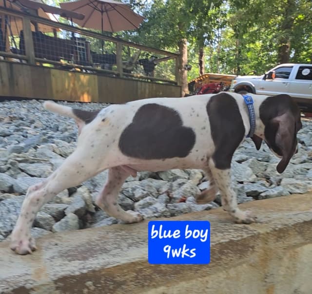 Dellinger & JH titled hunting line GSP babies, in Dahlonega, Ga media 5