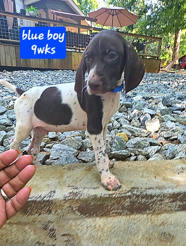 Dellinger & JH titled hunting line GSP babies, in Dahlonega, Ga media 6