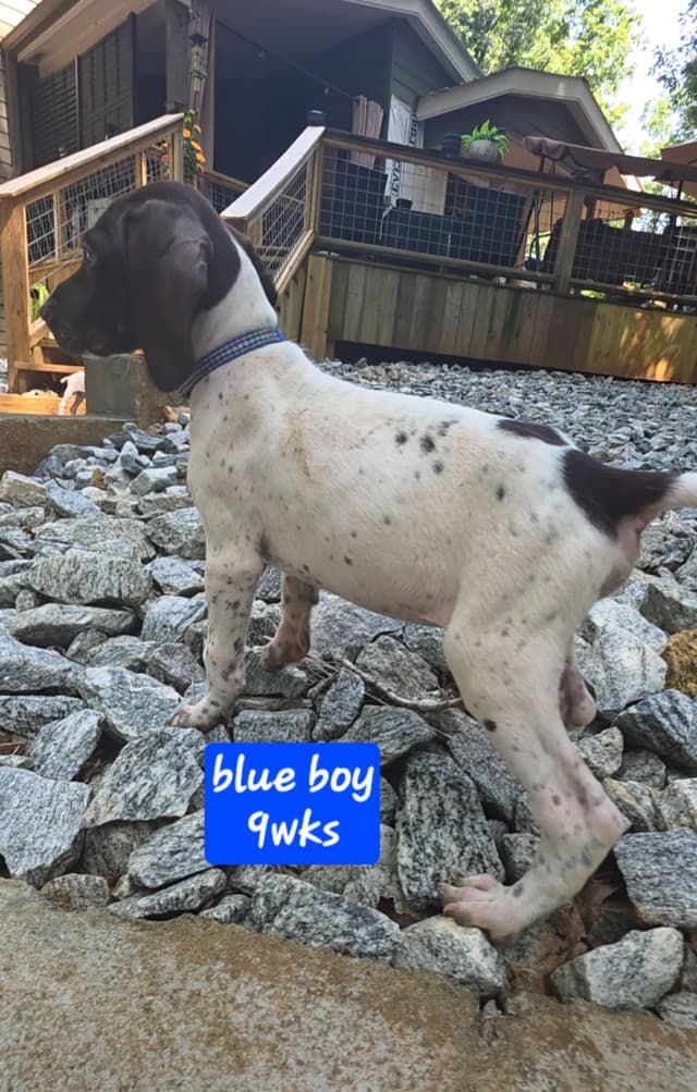 Dellinger & JH titled hunting line GSP babies, in Dahlonega, Ga media 7