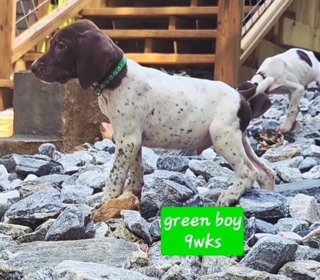 Dellinger & JH titled hunting line GSP babies, in Dahlonega, Ga media 8