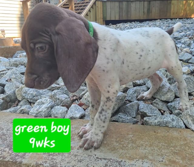 Dellinger & JH titled hunting line GSP babies, in Dahlonega, Ga media 9
