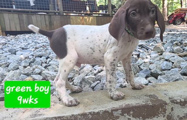 Dellinger & JH titled hunting line GSP babies, in Dahlonega, Ga media 10