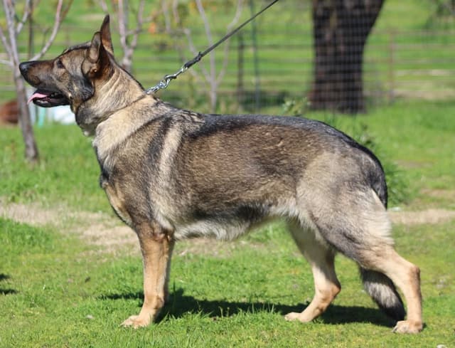 German Shepherd Dog Puppy media 5