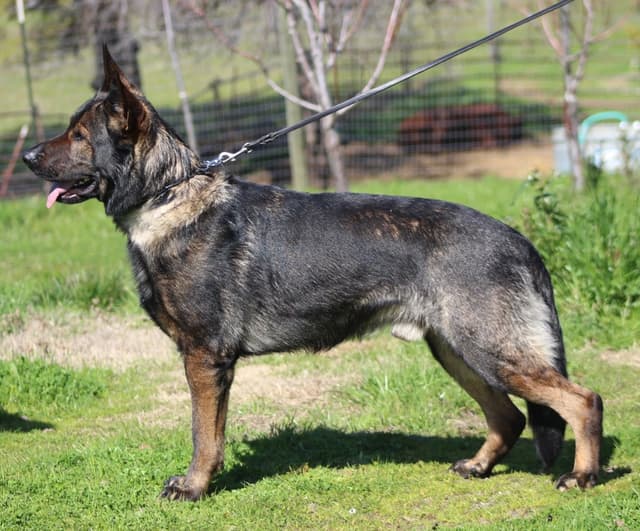 German Shepherd Dog Puppy media 4