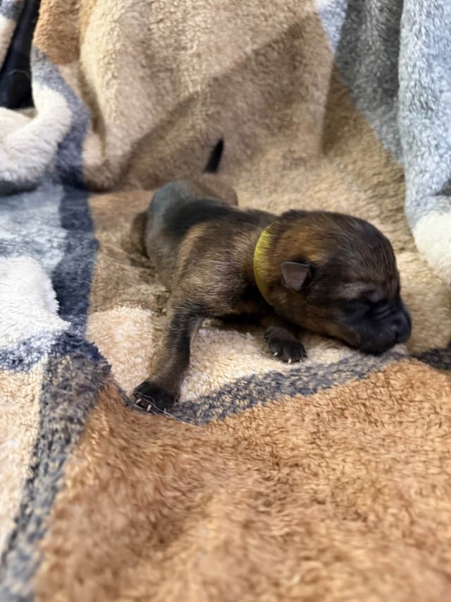 German Shepherd Dog Puppy media 6