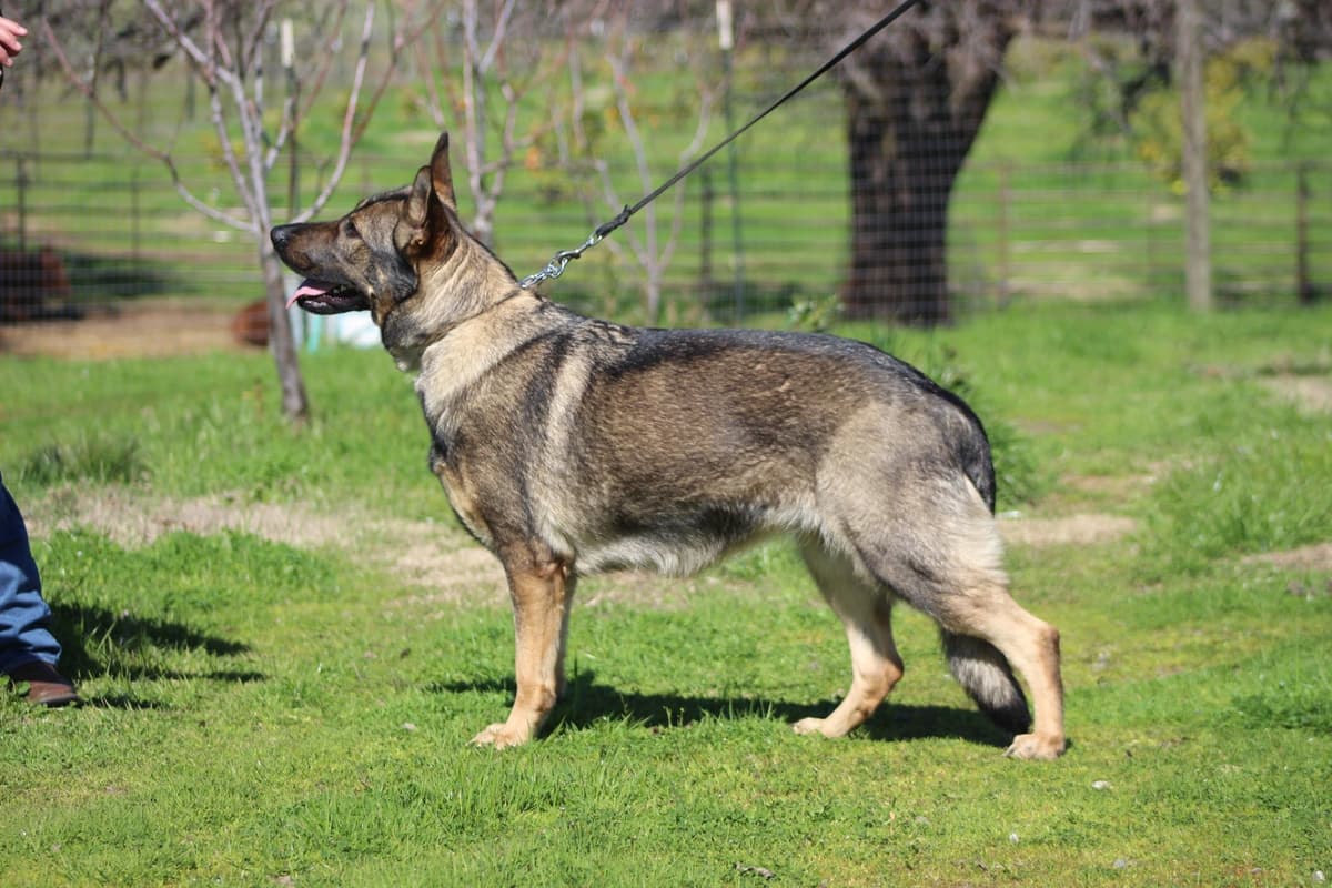 German Shepherd Dog Puppy breeder image 3