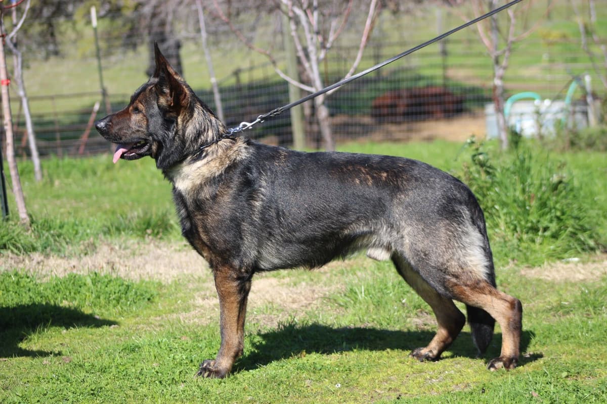 German Shepherd Dog Puppy breeder image 2