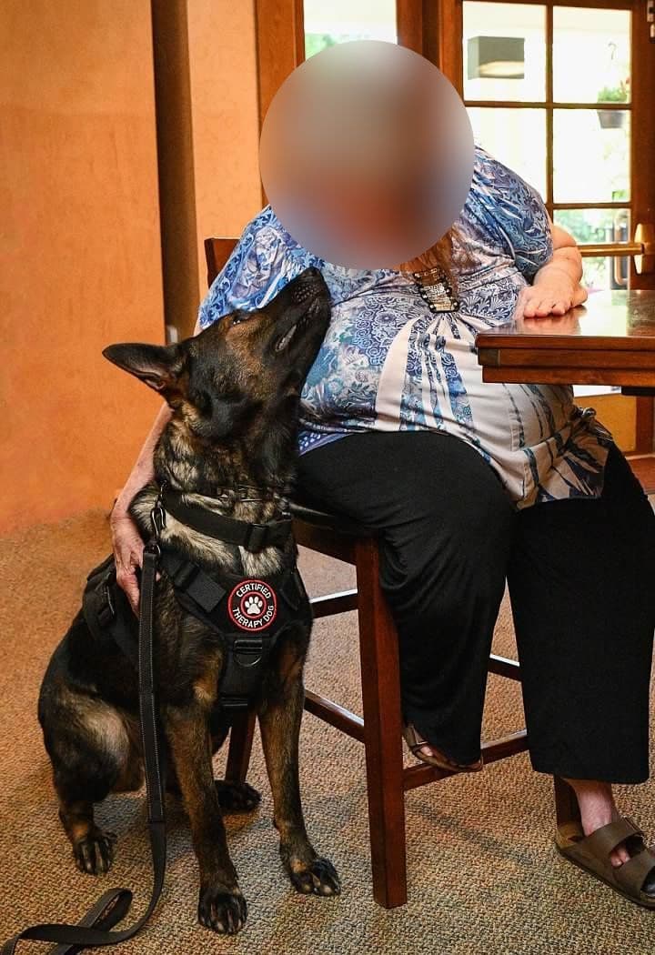 German Shepherd Dog Puppy breeder image 6