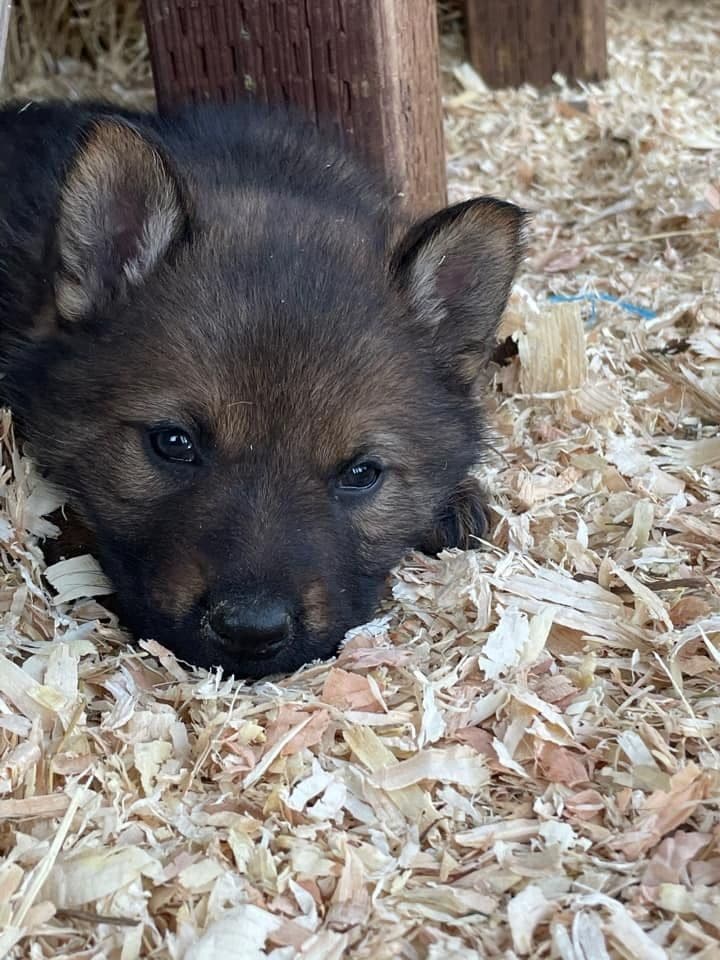 German Shepherd Dog Puppy breeder image 8