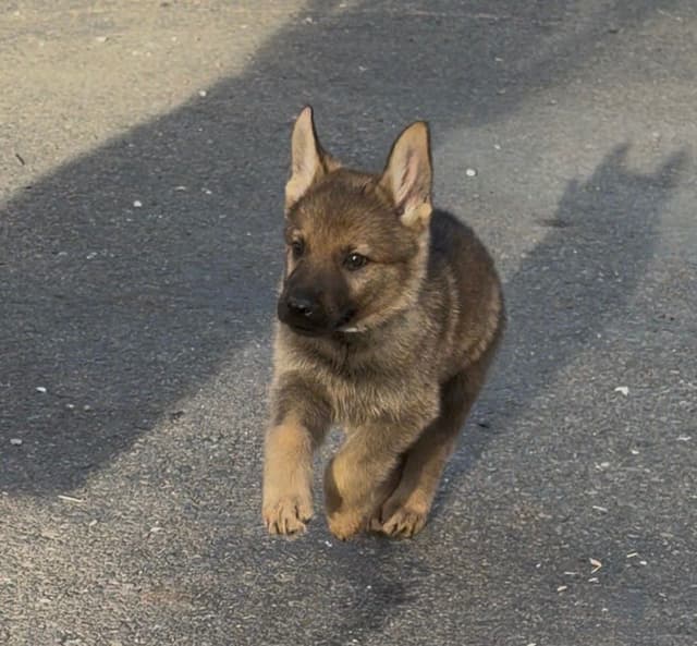 German Shepherd Dog Puppy media 2