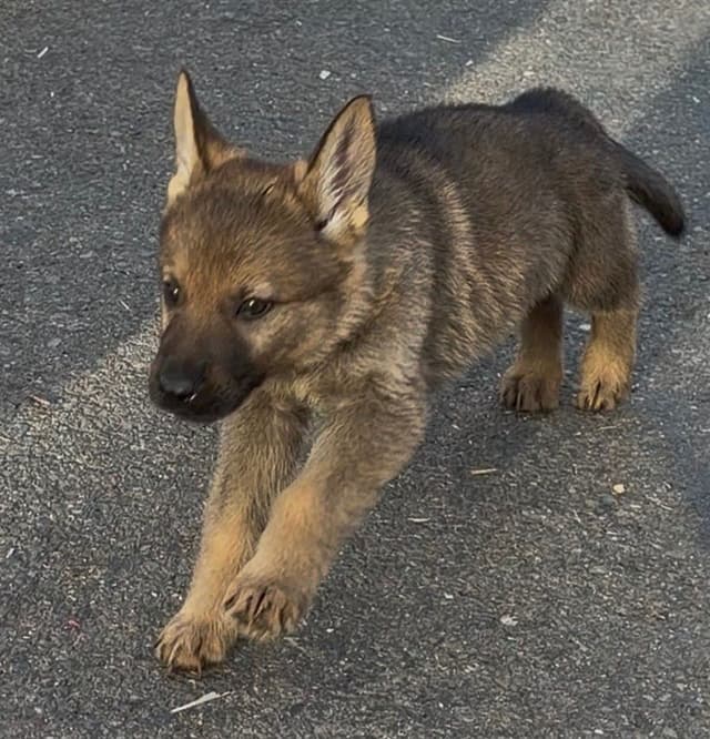 German Shepherd Dog Puppy media 3