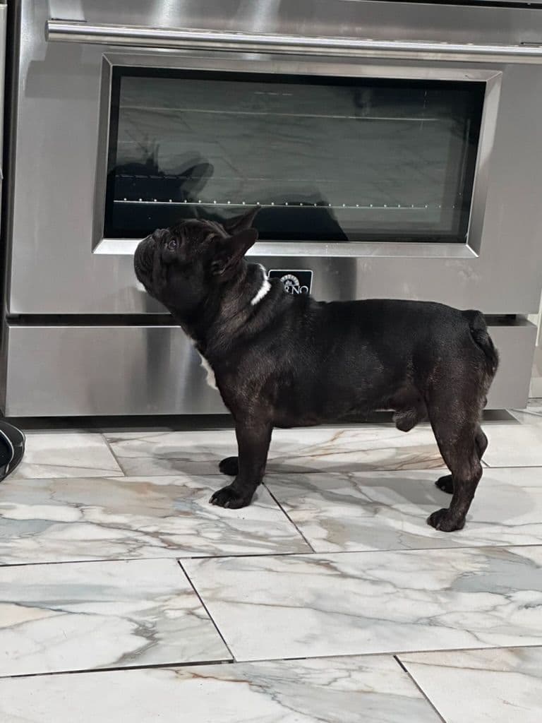 French Bulldog Puppies TEXT 510-461-0190 "Health Contract w/all pups" breeder image 3