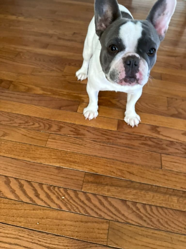 French Bulldog Puppies TEXT 510-461-0190 "Health Contract w/all pups" breeder image 4