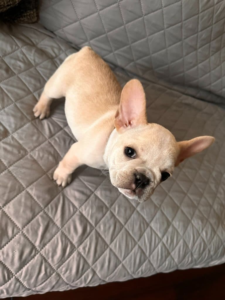 French Bulldog Puppies TEXT 510-461-0190 "Health Contract w/all pups" breeder image 5