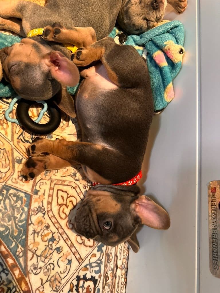 French Bulldog Puppies TEXT 510-461-0190 "Health Contract w/all pups" breeder image 6