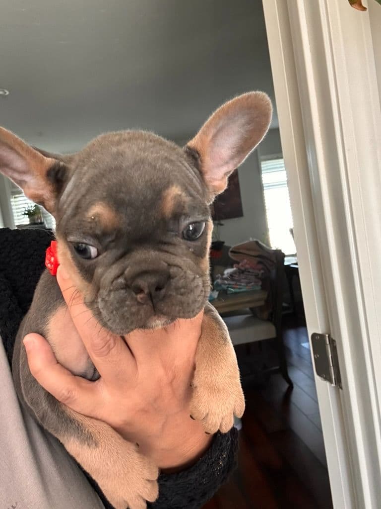 French Bulldog Puppies TEXT 510-461-0190 "Health Contract w/all pups" breeder image 7