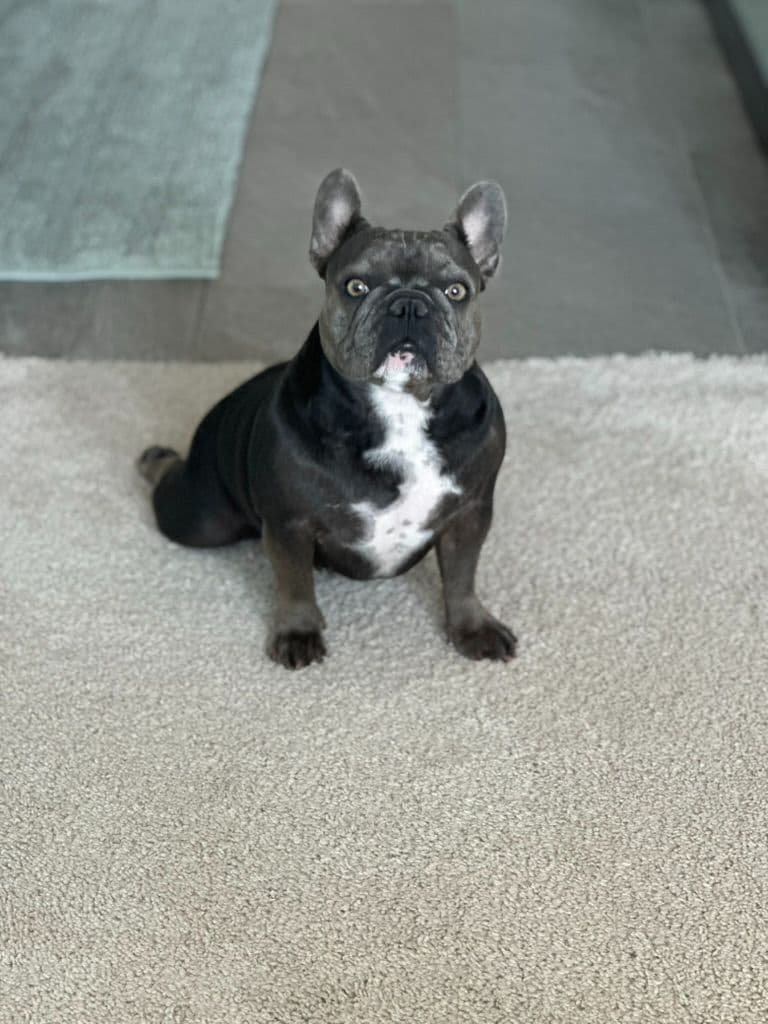 French Bulldog Puppies TEXT 510-461-0190 "Health Contract w/all pups" breeder image 8