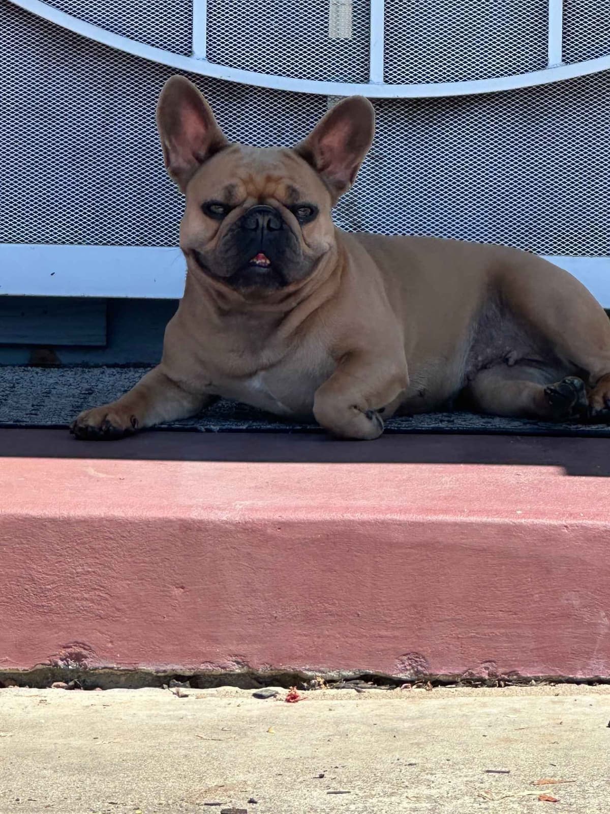 French Bulldog Puppies TEXT 510-461-0190 "Health Contract w/all pups" breeder image 9