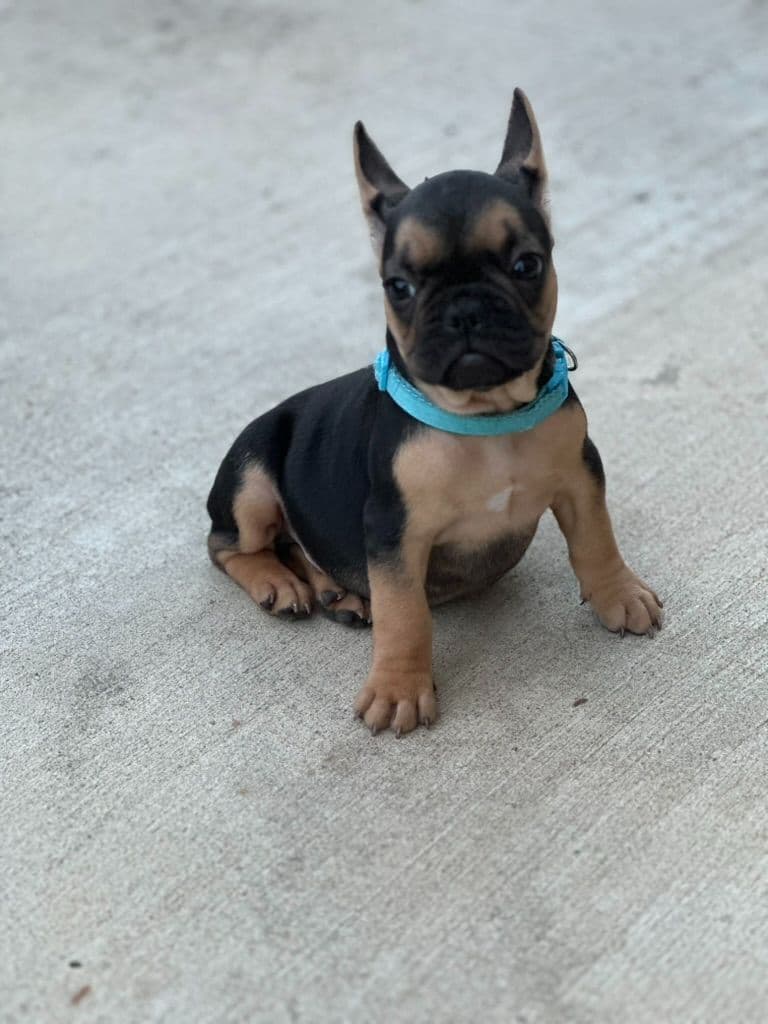 French Bulldog Puppies TEXT 510-461-0190 "Health Contract w/all pups" breeder image 10