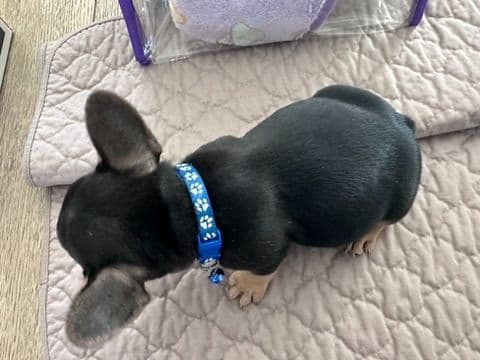 French Bulldog Puppies TEXT 510-461-0190 "Health Contract w/all pups" media 2