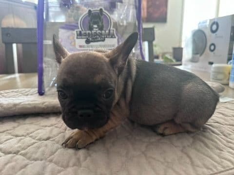 French Bulldog Puppies TEXT 510-461-0190 "Health Contract w/all pups" media 3