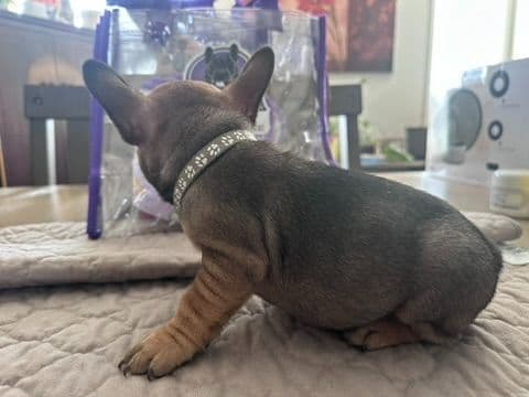 French Bulldog Puppies TEXT 510-461-0190 "Health Contract w/all pups" media 4