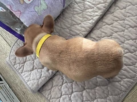 French Bulldog Puppies TEXT 510-461-0190 "Health Contract w/all pups" media 5