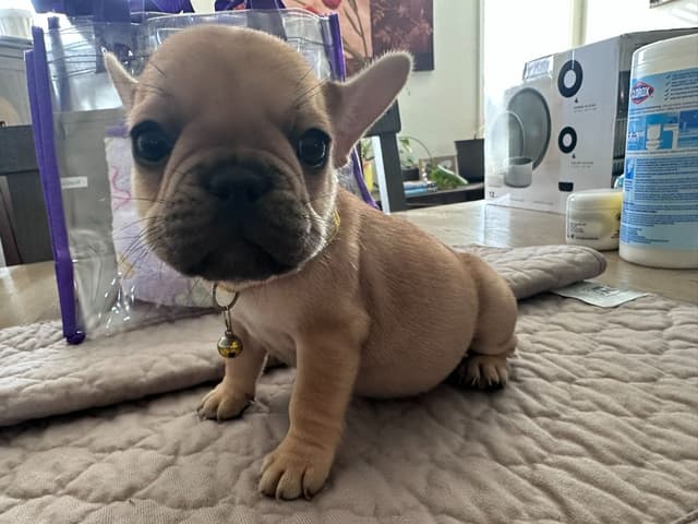 French Bulldog Puppies TEXT 510-461-0190 "Health Contract w/all pups" media 6