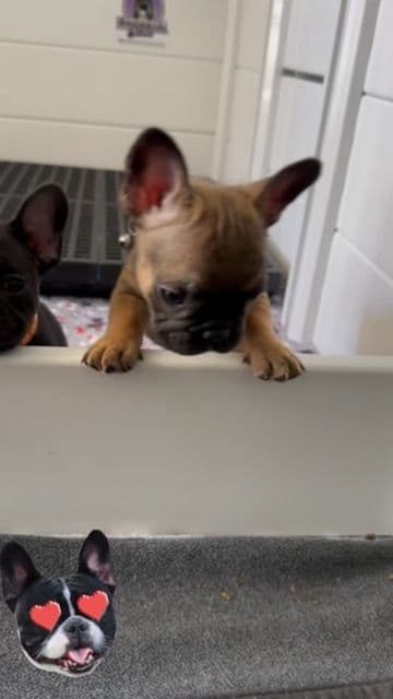 French Bulldog Puppies TEXT 510-461-0190 "Health Contract w/all pups" media 7