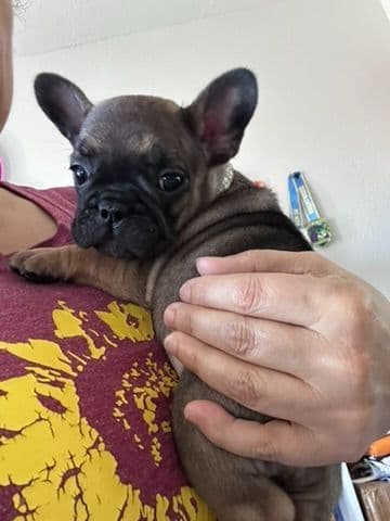 French Bulldog Puppies TEXT 510-461-0190 "Health Contract w/all pups" media 8
