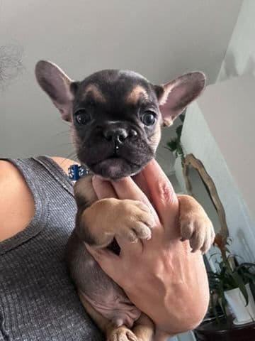 French Bulldog Puppies TEXT 510-461-0190 "Health Contract w/all pups" media 9