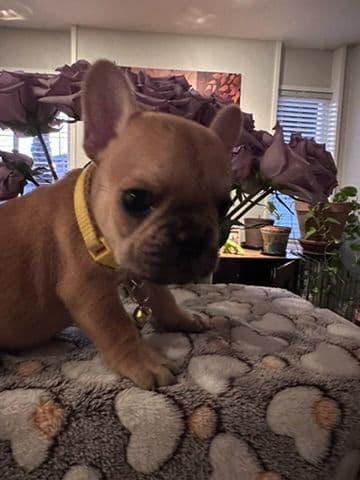 French Bulldog Puppies TEXT 510-461-0190 "Health Contract w/all pups" media 10
