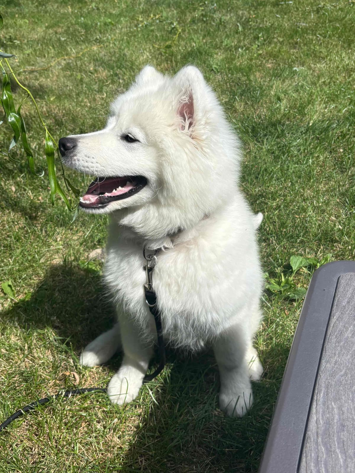 Samoyed Puppy breeder image 2