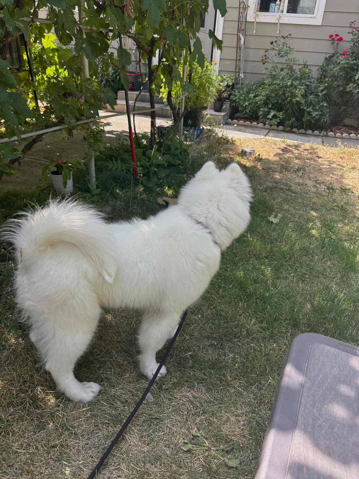 Samoyed Puppy breeder image 3