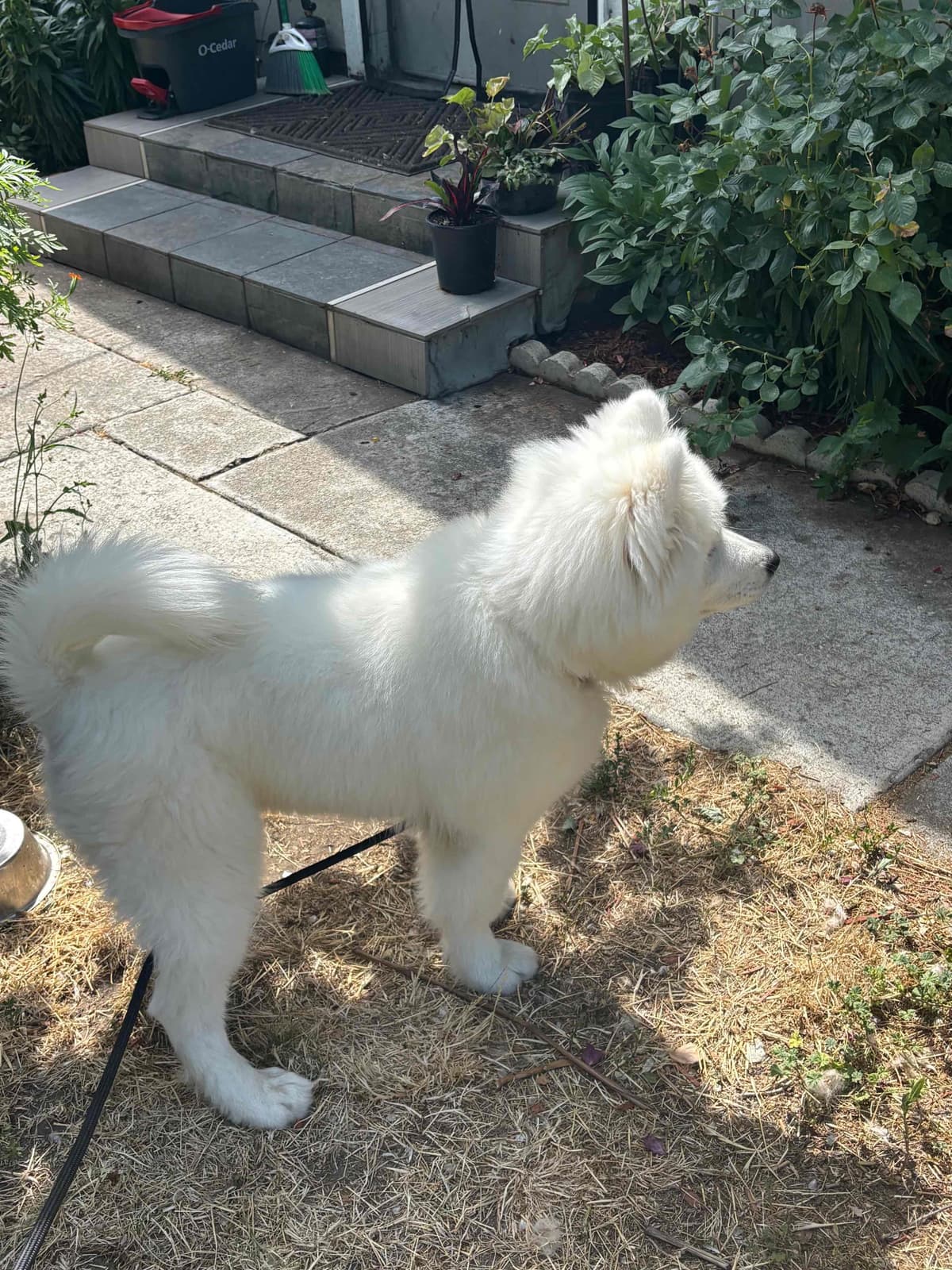 Samoyed Puppy breeder image 4
