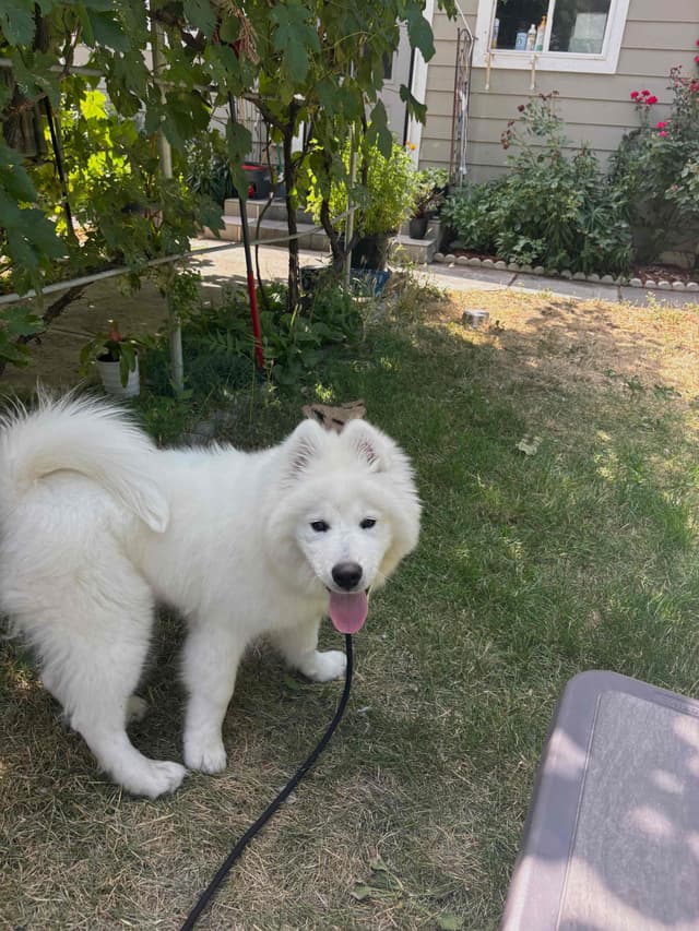 Samoyed Puppy media 2