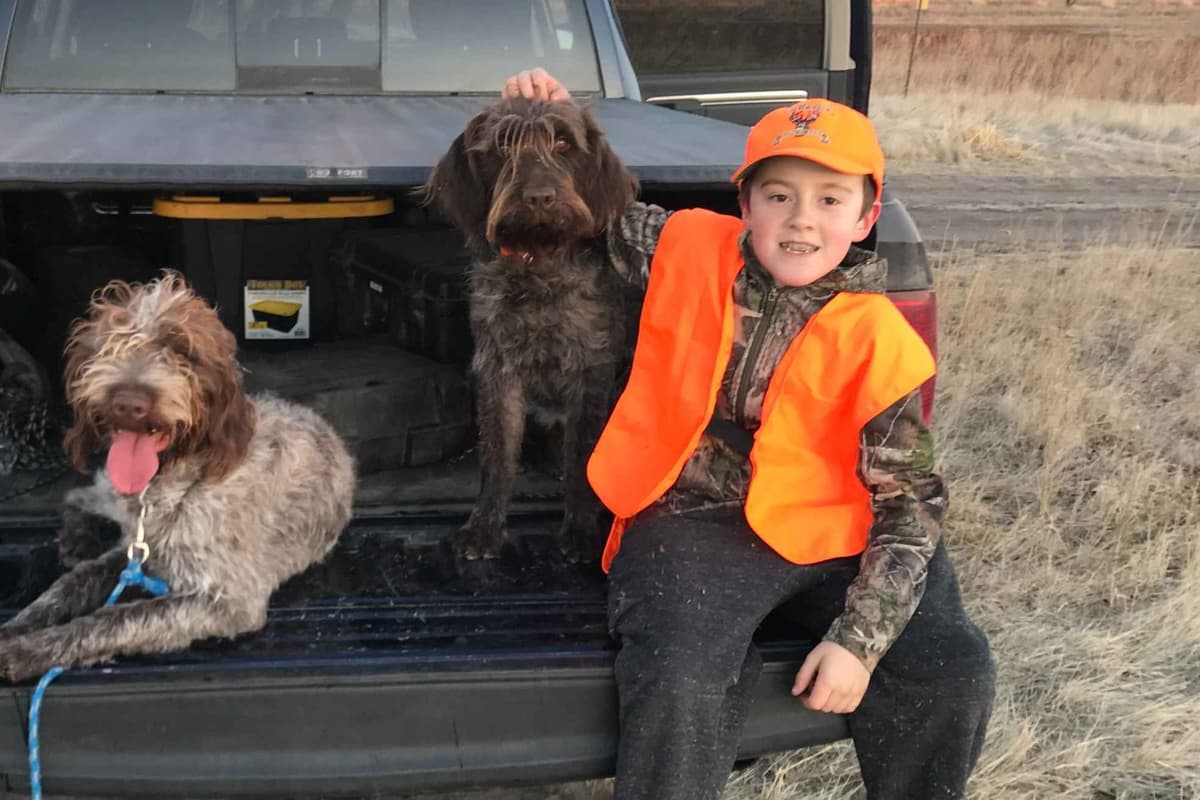 Wirehaired Pointing Griffon Puppies breeder image 1