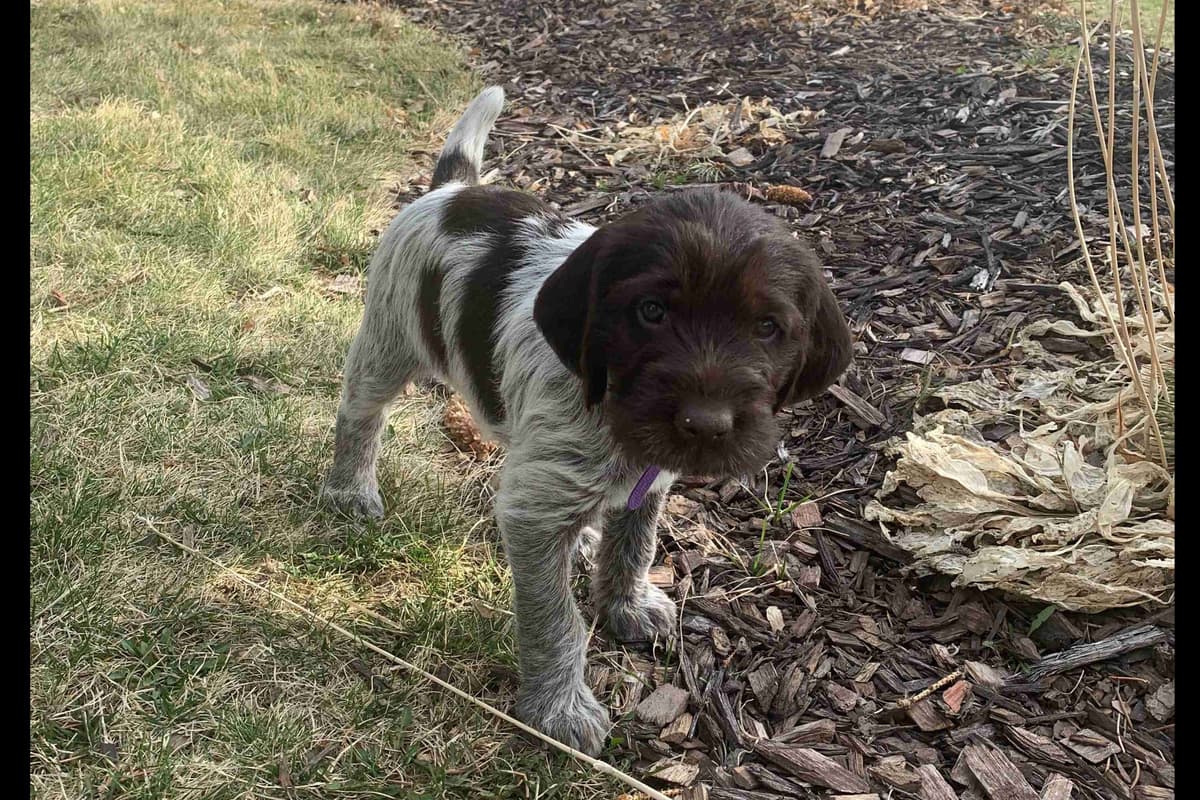 Wirehaired Pointing Griffon Puppies breeder image 3