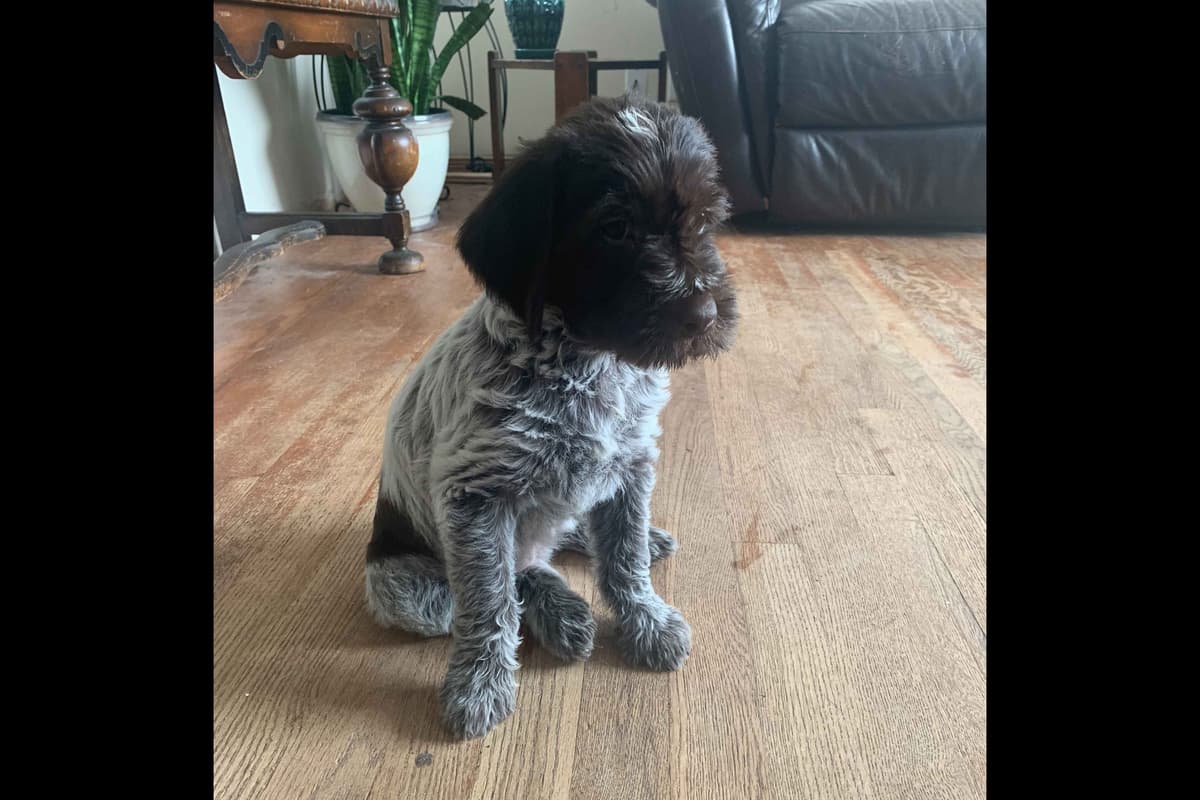 Wirehaired Pointing Griffon Puppies breeder image 4