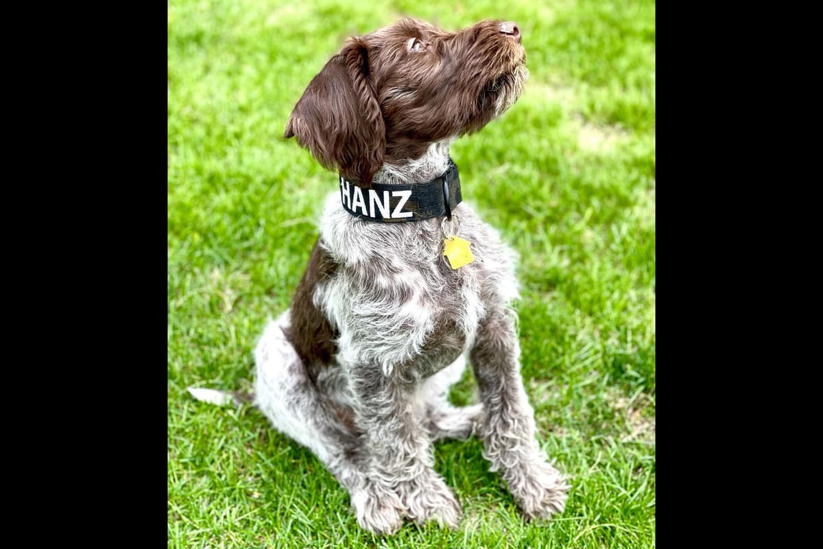 Wirehaired Pointing Griffon Puppies breeder image 5