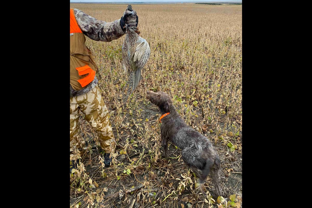 Wirehaired Pointing Griffon Puppies breeder image 6