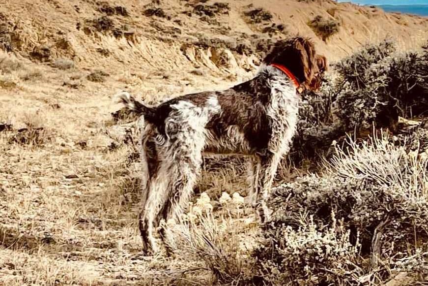 Wirehaired Pointing Griffon Puppies breeder image 8