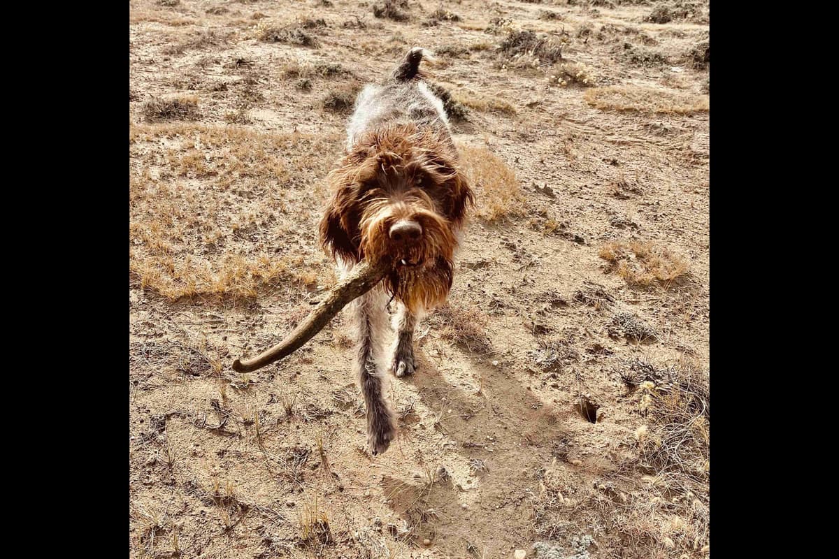 Wirehaired Pointing Griffon Puppies breeder image 9