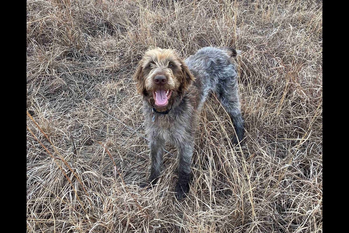 Wirehaired Pointing Griffon Puppies breeder image 10